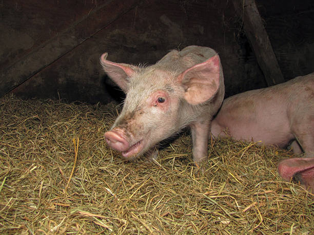 istock Young Pink Pig Resting on Straw Bedding in Pig Farm Barn Enclosure 2236493639