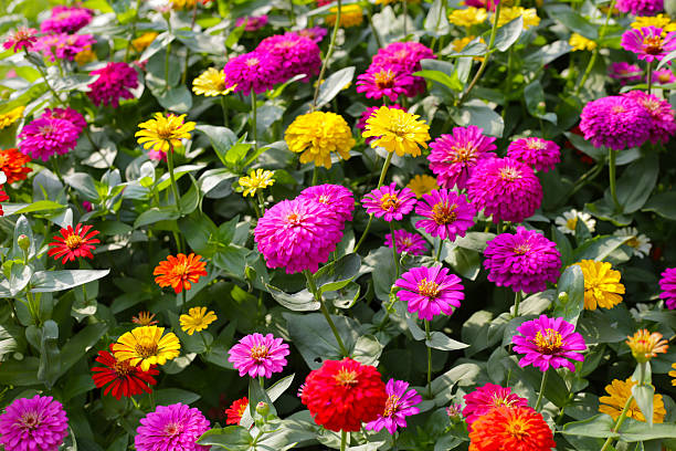 istock A vibrant zinnia garden in full bloom 2236495202