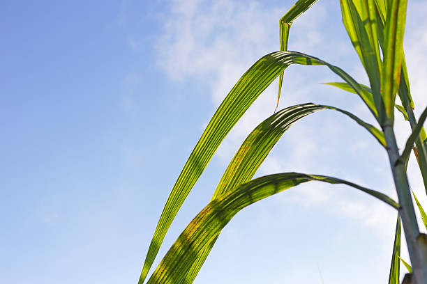 Fresh green sugarcane leaves reaching toward the blue sky.
