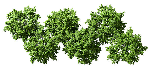istock Top view trees parks perspective cut out on white backgrounds 3d rendering 2236496564