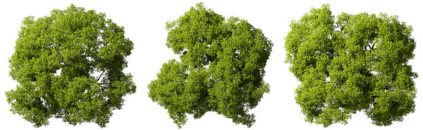 istock Aerial view large green trees set isolated on white backgrounds 3d render 2236496566