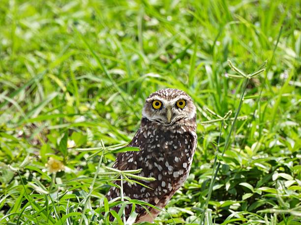 They spend most of their time low to the ground, walking, running, flying low or perched on mounds, bushes and fence posts. Burrowing owls are still numerous, but their populations have been declining for many years, owing primarily to habitat loss. Declines have been particularly sharp in Florida, the Dakotas and coastal California. Unfortunately in some places, these owls get evicted from their homes in favor of development.