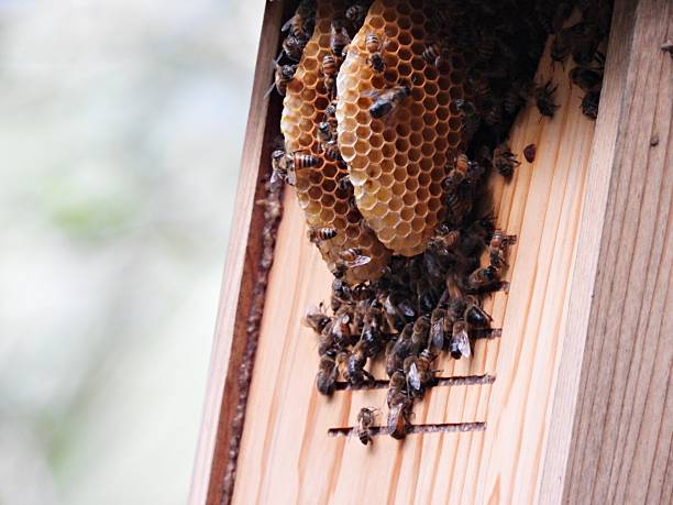 A honeycomb is a mass of hexagonal prismatic cells built from beeswax by honey bees in their nests to contain their brood (eggs, larvae, and pupae) and stores of honey and pollen.