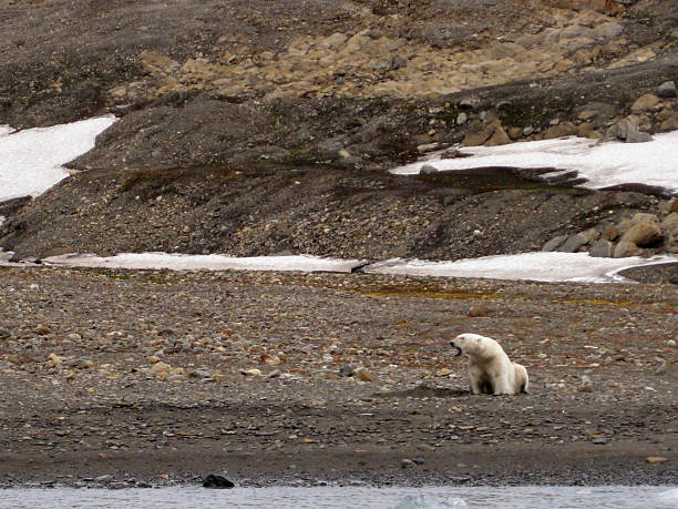 istock Arctic Polar Bear Growling, Svalbard Islands 2236498117