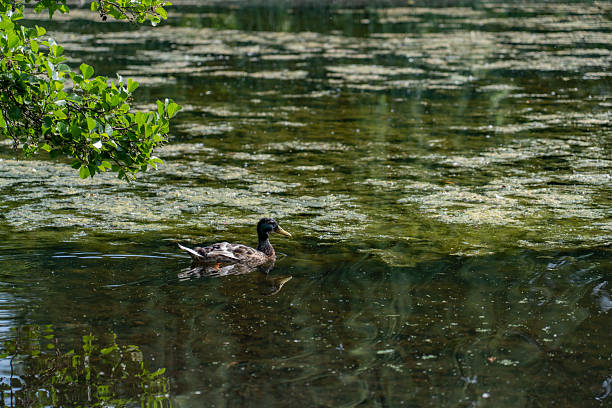 istock Duck at wild in lake garden 2236498340