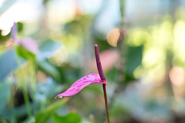Close-up of a vibrant red Anthurium bloom with shiny green foliage