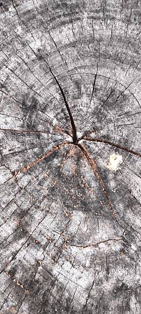 istock Old wood texture for background. Natural old wood texture. 2236500665
