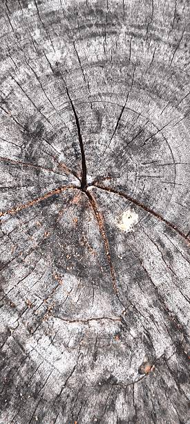 istock Natural old wood texture for the background 2236501436