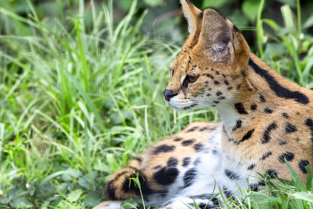 istock Serval staring intently into the distance 2236503680