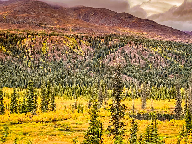 A scenic view of an Interior Alaska forest along the Richardson Highway as the seasons change from summer to fall, showcasing vibrant autumn leaves and colorful foliage.