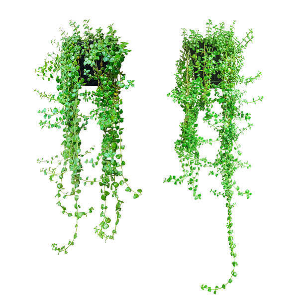 istock two plants hanging from the ceiling, Hanging Green Plants set on Transparent Background, green grass font, Hanging String of Pearls Plants on Transparent Background set of ivy plant, 2236506578