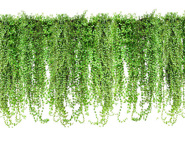 istock green plants frame hanging from a wall, Hanging Green Plants on Transparent Background, Green cascading vines lush foliage border trailing plant decor ivy hanging plant on white 2236506828