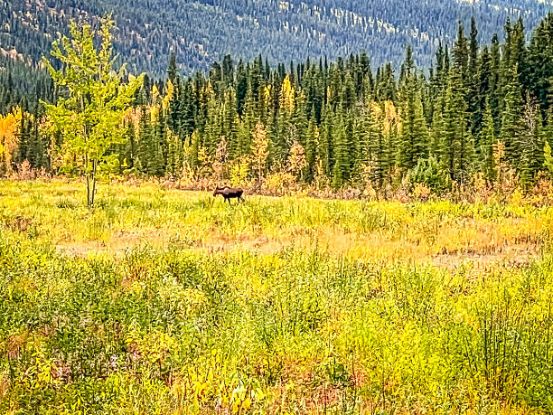 A moose strolls through the Autumn landscape of Alaska.