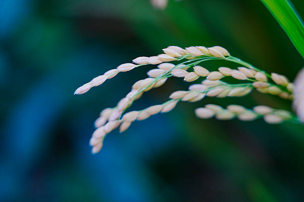 Mature rice in the field