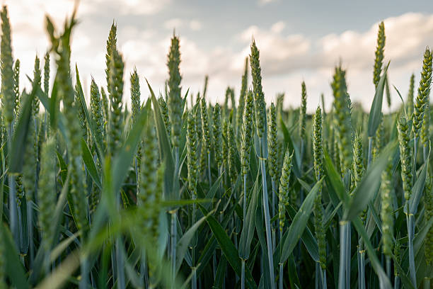 istock Green wheat field. Close up. Selective focus. 2236509179