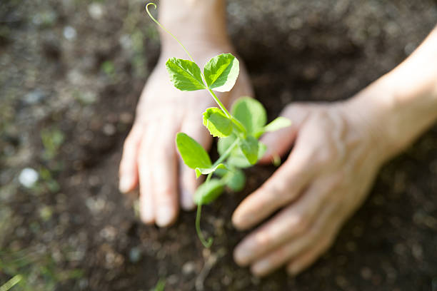 istock Planting Broad Bean Seedlings in the Garden 2236509320