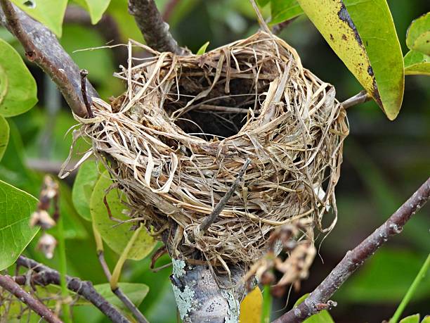 Built by the female from grasses, reeds, and leaves, lashed to standing vegetation like cattails, bulrushes, or bushes, and often lined with finer grasses.