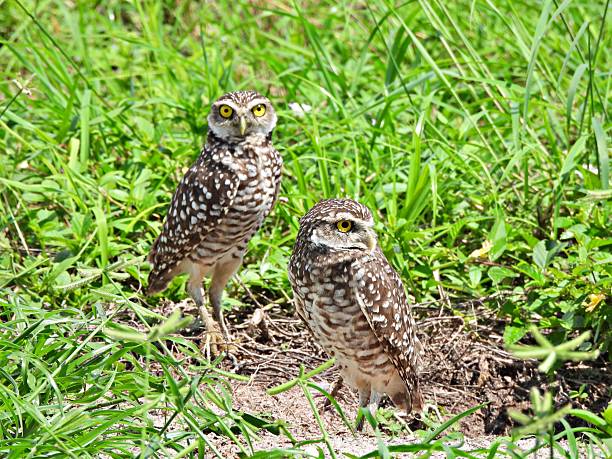 istock Burrowing Owls - (Athene cunicularia) - in an uncultivated area 2236510212