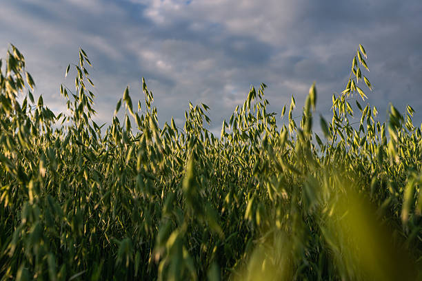 istock Young oat growing on the field on sunny spring or summer day. 2236510386