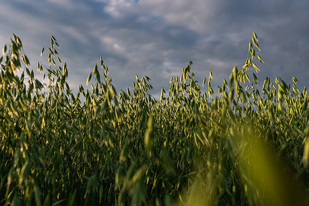 istock Young oat growing on the field on sunny spring or summer day. 2236510563