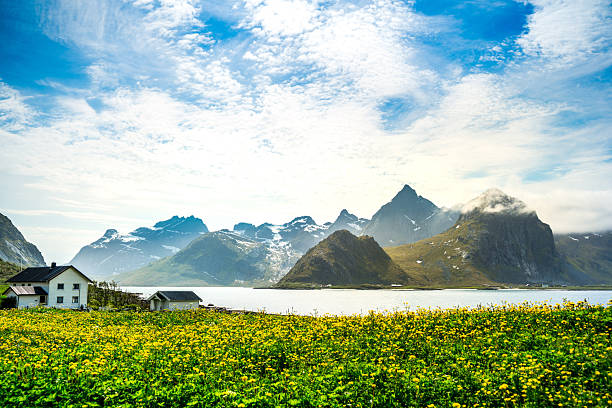istock Dandelion Flowerfield Lofotes 2236511891