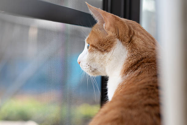 istock Cute cat sitting by the window 2236512307