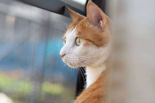 istock Cute cat sitting by the window 2236512313
