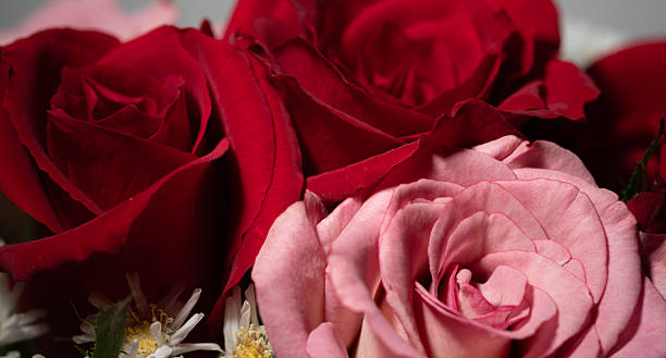 istock Beautiful bouquet of roses 2236512385