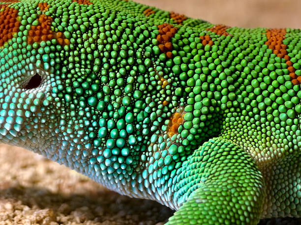 istock captivating macro photography showcasing colorful lizard scales 2236512399
