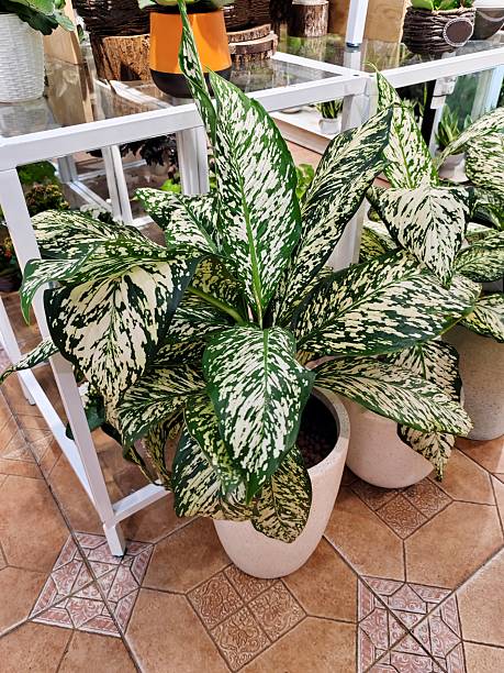 istock Dieffenbachia 'White Etna' 2236515294