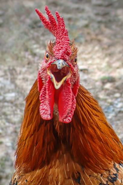istock Rooster Shouting in the Morning. 2236517760