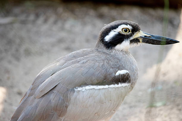 The beach stone curlew is largely grey-brown upperparts with a distinctive black-and-white striped face and shoulder-patch.