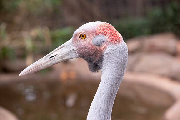 The Brolga is a pale grey colour with an obvious red to orange patch on their head with a black dewlap  hanging underneath their chin.