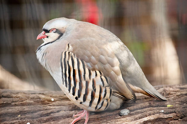 istock this is a side view of a chukar 2236518993