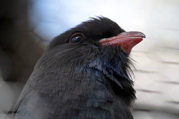 The dollar bird has mostly dark brown upperparts, washed heavily with blue-green on the back and wing coverts