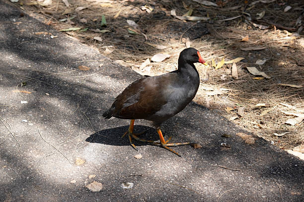 the dusky moorhen is a water bird which has all black feathers with an orange and yellow frontal shield