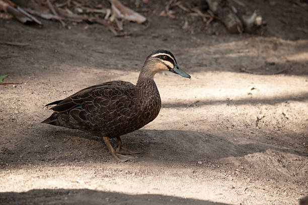 istock this is a side view of a Pacific black duck 2236519497