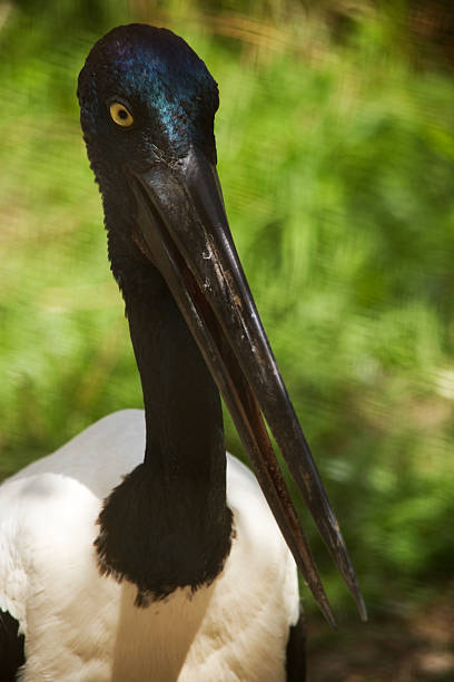 istock this is a close up of a black necked stork 2236520238