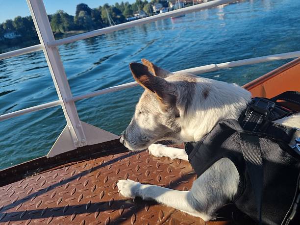 istock Nap on the lake 2236520630