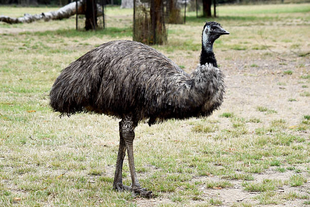 istock this is a side view of an emu 2236520674