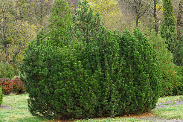 istock Fresh green pine branches in close-up view. Natural conifer texture and evergreen background with dense needles. Perfect for nature, forest, or botanical themes. 2236522034