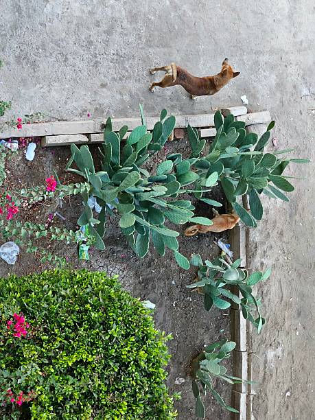 istock two wild dogs at garden 2236522185