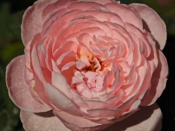A photo of a beautiful rose