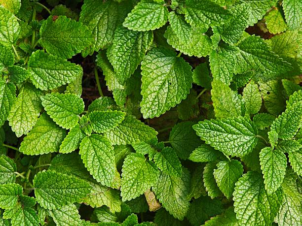 Fresh green spearmint mint leaves.