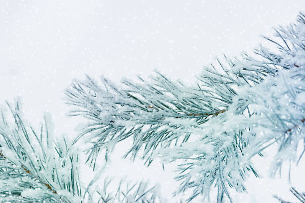 istock Winter nature close up Pine tree branches snow covered, snowy texture, macro trend photo, magical wintertime, winter holidays, snowy fir trees forest, white frost on twigs, green blue monochrome 2236523319