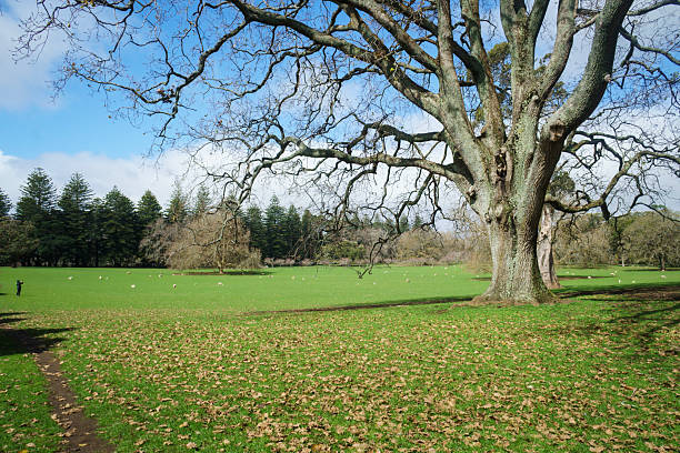 Sheep grazing on the green grass. Unrecognizable people taking smartphone photos at Cornwall Park. Auckland.