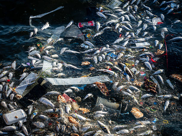 istock Dead Fish Amidst Ocean Pollution: A Stark Warning for Marine Life 2236525476