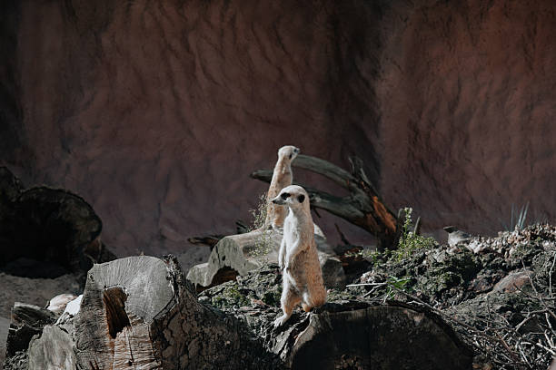 Meerkat