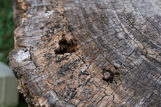 Concept of nature, aging, surface texture, and organic patterns. Texture background.