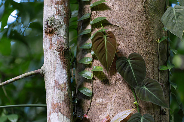 Philodendron micans. Focus concept. Strong concept. Wallpaper background.